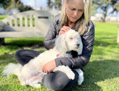 Resilience, Love, and Compassion: Life-long Lessons We Should All Learn from Bailey the Miracle Dog